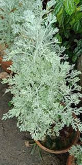 Mushk-e-Amber Plant  Rare Fragrant & Spiritual Plant