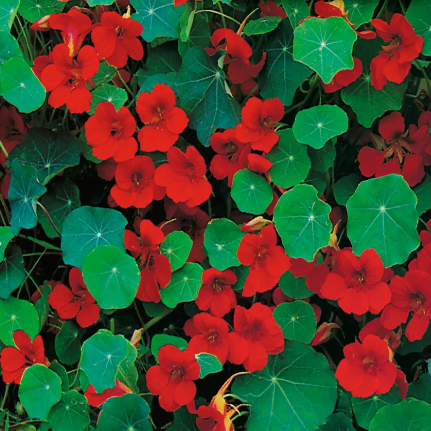 Nasturtium Empress of India Seeds in Pakistan  Deep Red Seasonal Flowers