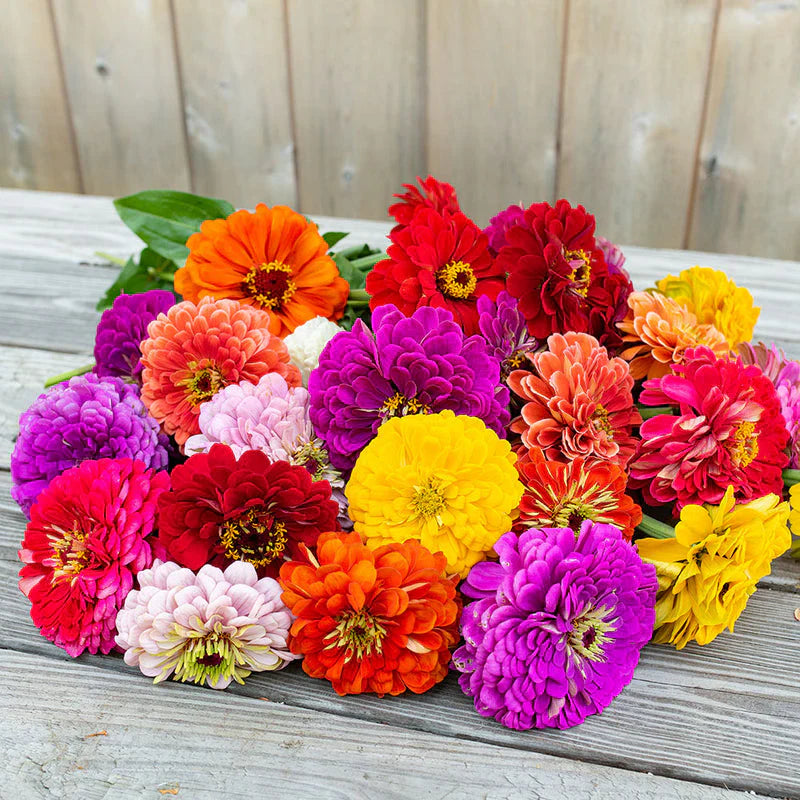 Nasturtium Jewel Mix Seeds in Pakistan  Colorful Seasonal Flowering Plants