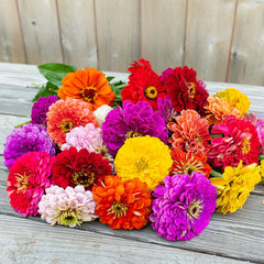 Nasturtium Jewel Mix Seeds in Pakistan  Colorful Seasonal Flowering Plants