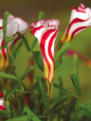 Oxalis Versicolor  Candy Cane Flower Bulbs