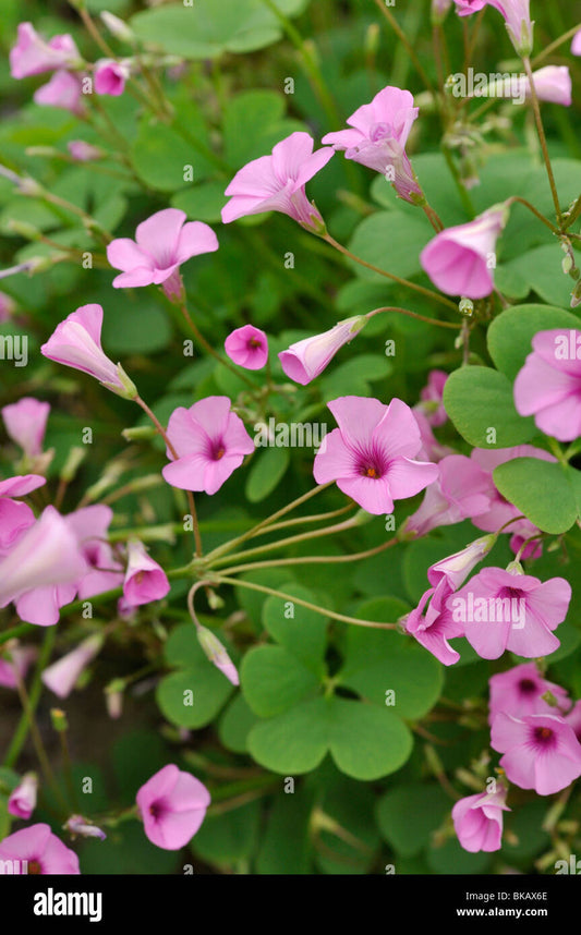 Oxalis Pink Purpurea  Elegant Pink Clover Blooms
