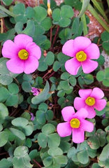 Oxalis Purpurea (Deep Rose) Bulb  Elegant Deep Pink Blooms for Garden Lovers