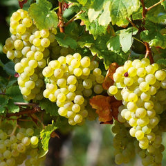 Perlet Grapes Plant  3-Year Fruiting Vine in Pakistan