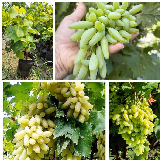 Perlet Grapes Plant  2-Year Grafted Vine in Pakistan