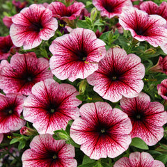 F1 Petunia Grandiflora Red Seeds in Pakistan  Hybrid Large Blooms for Winter Gardens