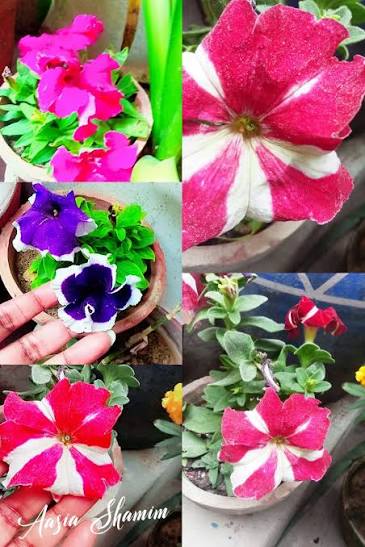 Petunia Paneeri  Healthy Seedlings in Multiple Vibrant Colors