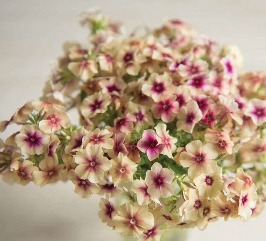 Phlox Caramel Seeds in Pakistan  Unique Seasonal Flower Variety