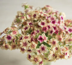 Phlox Caramel Seeds in Pakistan  Unique Seasonal Flower Variety