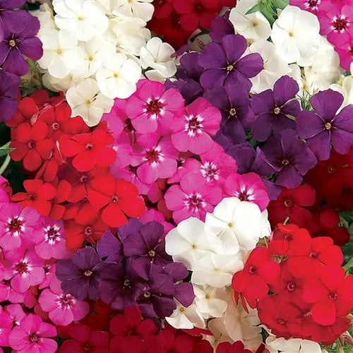 Phlox Grandiflora Mix Seeds in Pakistan  Colorful Seasonal Bedding Flowers
