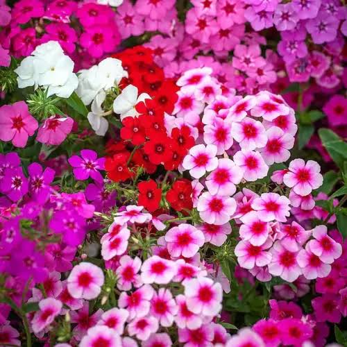 Phlox Twinkle Tall Seeds in Pakistan  Star-Shaped Seasonal Flower Mix