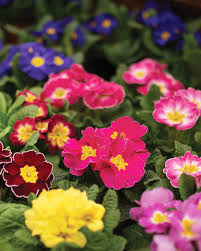 Primula Plant  WinterSpring Blooming Beauty