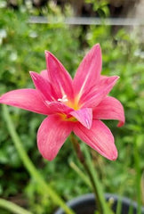Rain Lily Hybrid De Mei Lotus Bulb – Elegant Pink Blooming Rain Lily