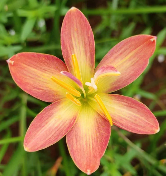 Rain Lily Hybrid Z Yellow Card Bulb – Bright Yellow Blooming Rain Lily