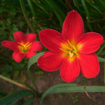 Rain Lily Hybrid Red Lamduan Bulb – Vibrant Red Blooming Rain Lily