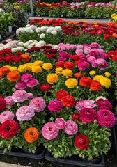 Ranunculus Bulbs  Vibrant Layers of Color for Your Garden