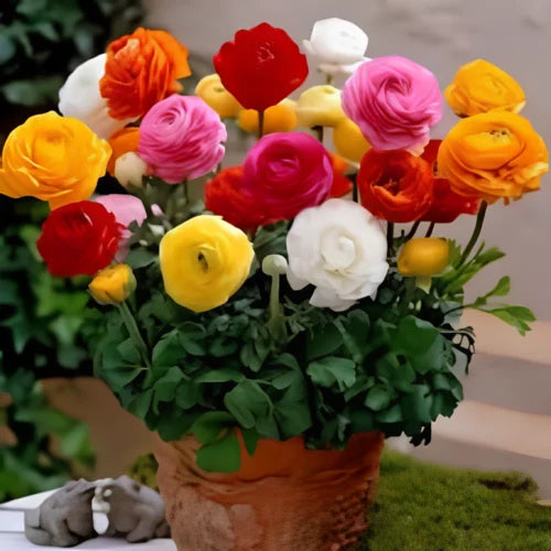 Ranunculus Plant  Grown from Seeds (WinterSpring Bloomer)
