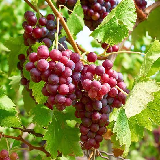 Red Crimson Seedless Grapes Plant  2 Year Grafted Vines