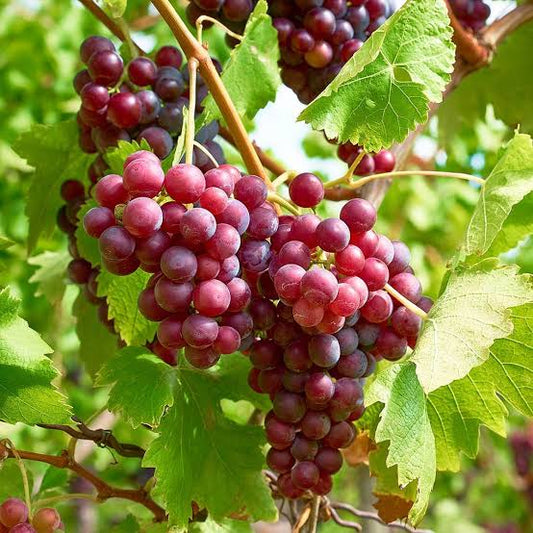 Red Crimson Seedless Grapes Plant  2 Year Grafted Vines