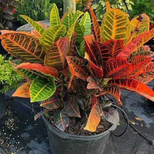 Red Croton Plant  Vibrant Indoor/Outdoor Decorative Foliage