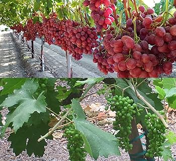 Red Globe Grapes Plant 3 Years Old  Fruiting Grafted Vine with Large Red Grapes