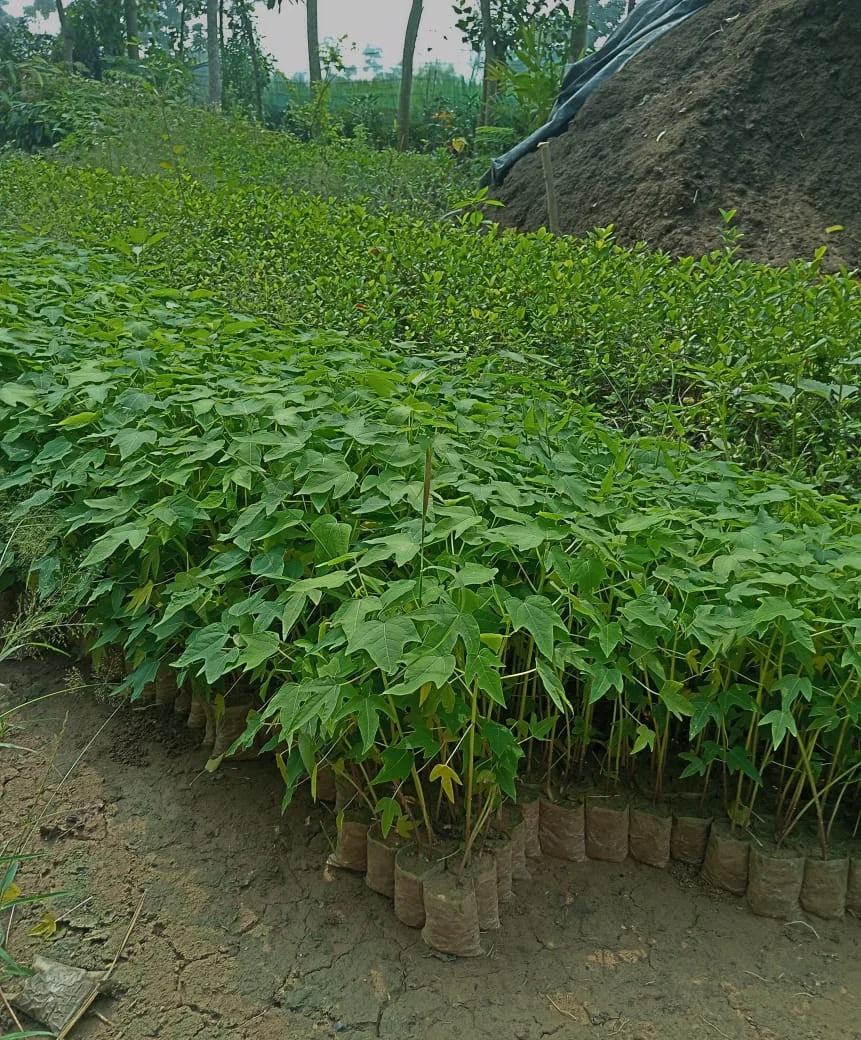 Red Lady Papaya Plant | Fast-Growing Fruit Plant for Home Garden