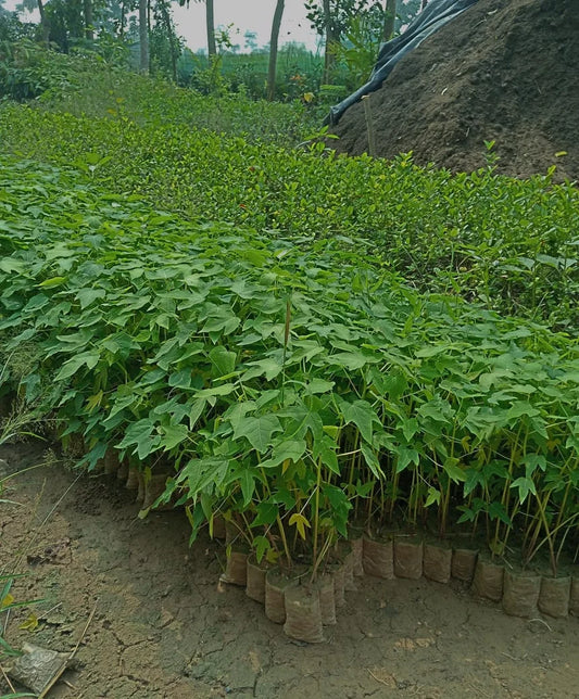 Red Lady Papaya Plant | Fast-Growing Fruit Plant for Home Garden
