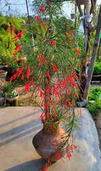Buy Russelia Plant (Fire Creeper)  Red Flowering Waterfall Plantsselia plant/ fire creeper