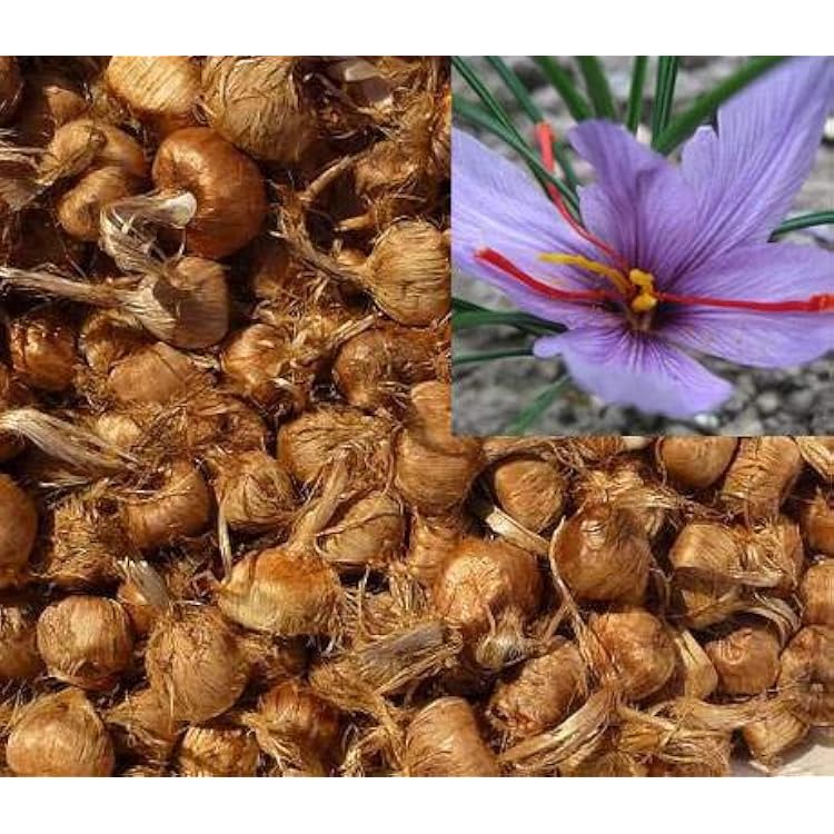 Irani Saffron 5 Bulbs  Authentic Spice Crocus for Home Growing