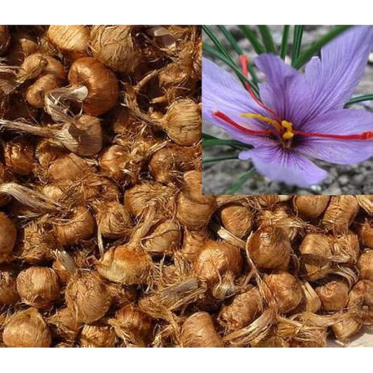 Irani Saffron 5 Bulbs  Authentic Spice Crocus for Home Growing