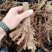 Paulownia Roots Shan Tong Variety | Fast-Growing Timber Tree