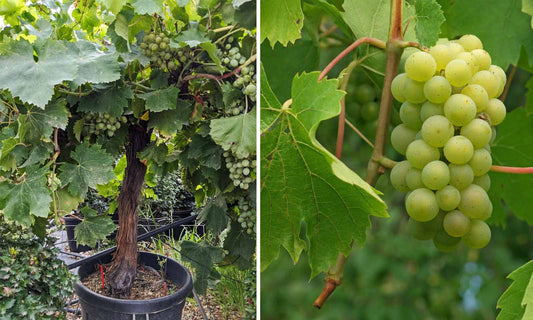 Shugran Grapes Plant (3 Years)  Fruiting Vine, for Immediate Yield
