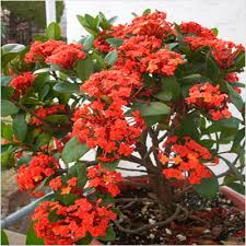 Small Ixora Red Plant | Evergreen Flowering Shrub for Gardens