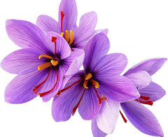 Spanish Saffron 5 Bulbs  High-Quality Crocus for Spice & Blooms