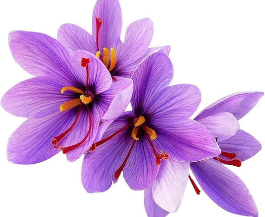 Spanish Saffron 50 Bulbs  High-Quality Crocus for Spice & Blooms