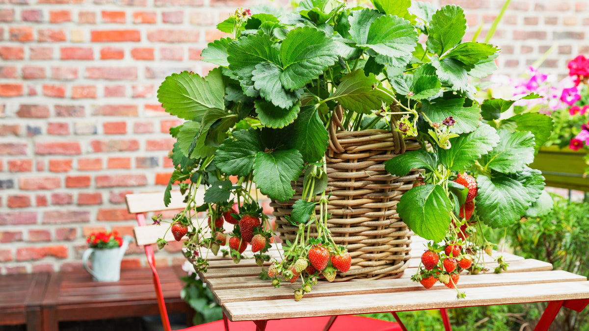 Strawberry Runners Swat Variety  Premium Sweet Strawberry Plants