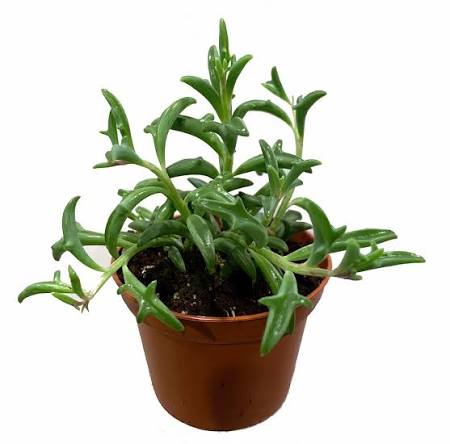 Buy String of Dolphins Succulent Online in Pakistan | Rare Hanging Plant