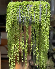 Buy String of Pearls Succulent Online in Pakistan | Hanging Trailing Plant