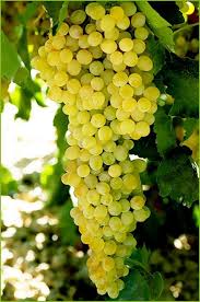 Sultania C Seedless Grapes  2-Year Grafted Plant for Home Gardens