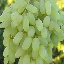 Sunderkhani Seedless Grapes 2-Year-Old Plant  Grafted Seedless Vine for Gardens