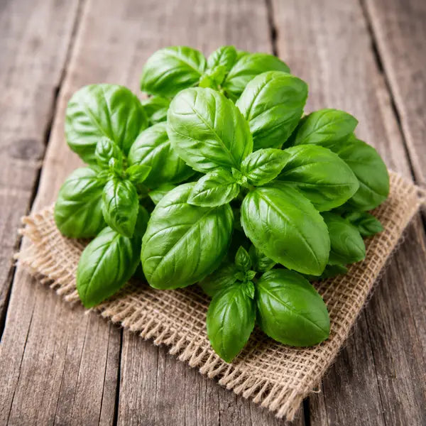 Italian Basil Hybrid Seeds in Pakistan  Fresh Herb Seeds for Pots & Kitchen Gardens