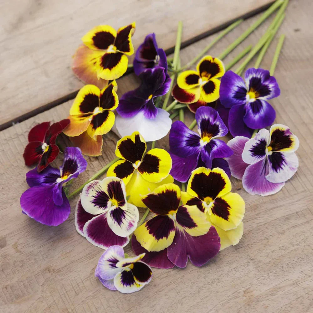 Pansy Swiss Giants Mix  Large Blooms, Premium Winter Flower Seeds