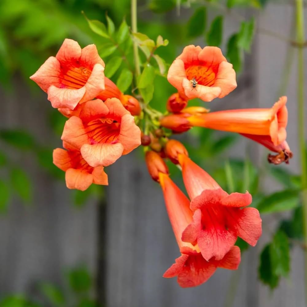 Tecoma Orange Plant  Bright & Long-Flowering Shrub for Home & Garden