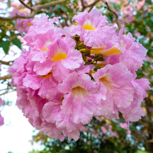Tabebuia Plant (Tabobia) | Trumpet Tree with Stunning Flowers