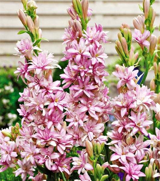 Tuberose Pink Sapphire  Exotic Pink Blooms with Fragrance