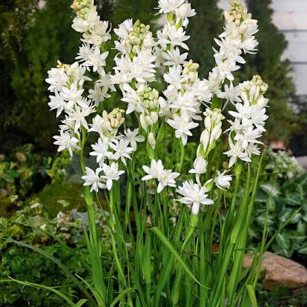 Tuberose White Pearl  Double Fragrance Blooms