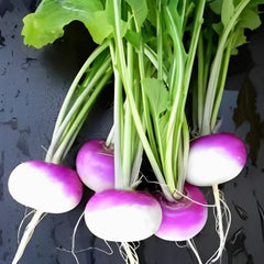 Buy Hybrid Turnip Seeds (Shaljam)  Fast-Growing Winter Vegetable in Pakistan