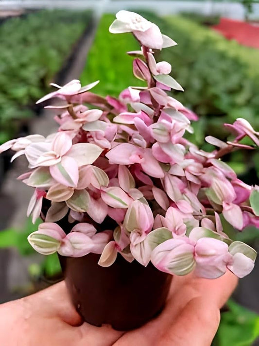Turtle Vine Pink Stunning Ornamental Hanging Plant
