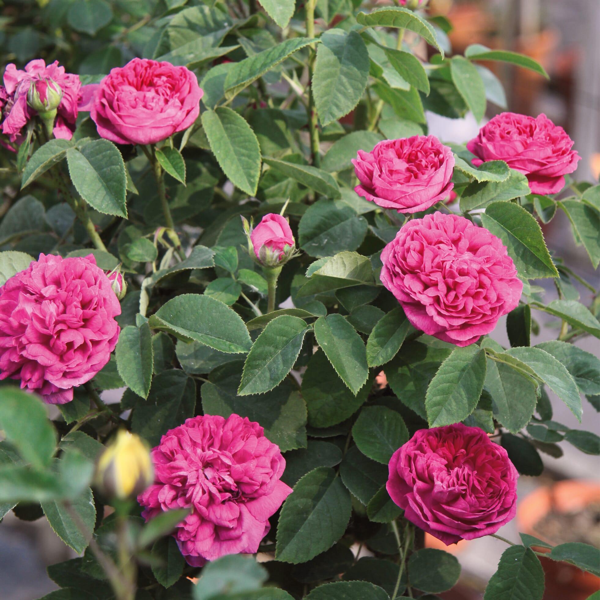 Desi Gulab Plant – Fragrant Traditional Rose Plant
