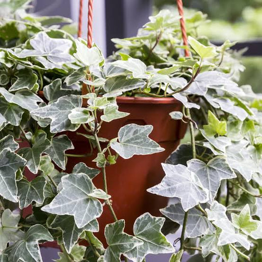 Variegated English Ivy Plant  Elegant Evergreen Climber for Indoors & Outdoors